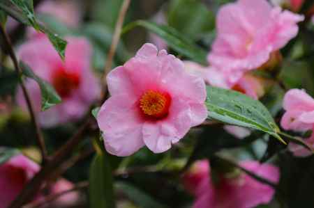 城南宮枝垂れ梅と椿まつり6