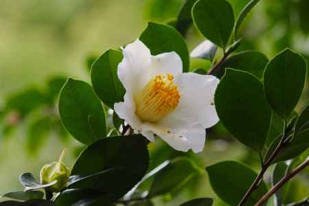 城南宮枝垂れ梅と椿まつり7