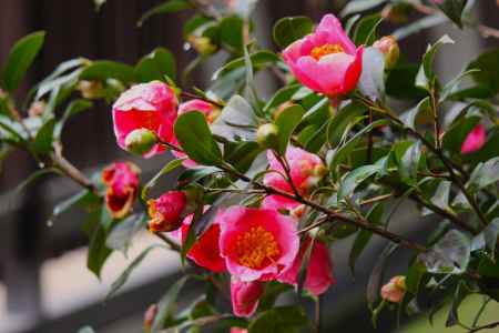 城南宮枝垂れ梅と椿まつり8