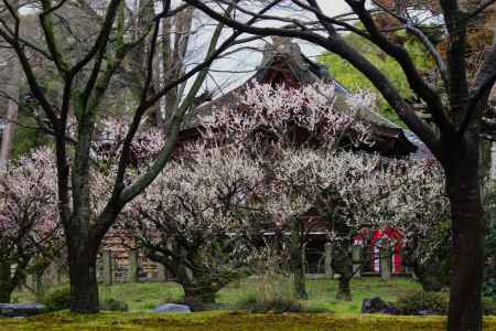城南宮枝垂れ梅と椿まつり9