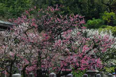 城南宮枝垂れ梅と椿まつり10