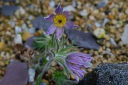 京都府立植物園　高山植物
