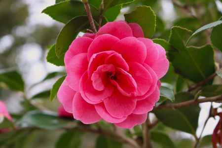 京都府立植物園　椿