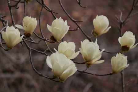 京都府立植物園　モクレン