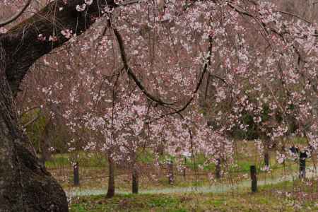 京都府立植物園　枝垂れ桜