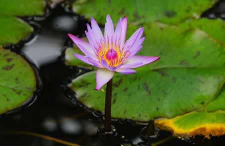 京都府立植物園　熱帯睡蓮
