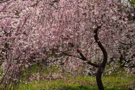 京都府立植物園　枝垂れ桜