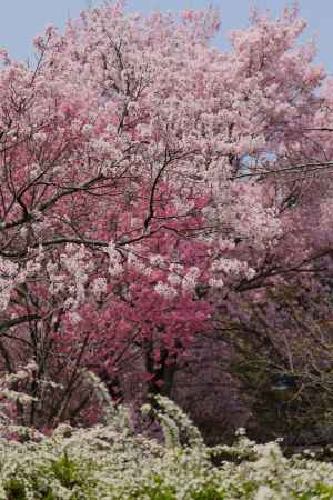 京都府立植物園　さくら