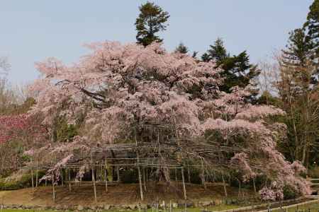 京都府立植物園　枝垂れ桜