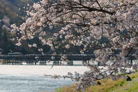 嵐山公園　渡月橋と桜