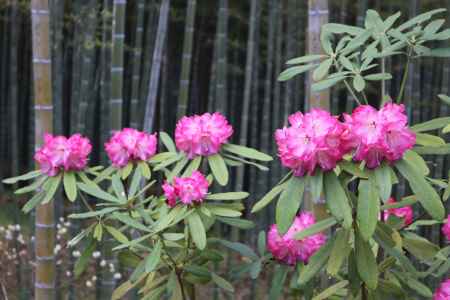 天龍寺庭園のしゃくなげ