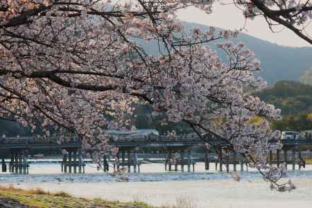 嵐山公園　渡月橋と桜
