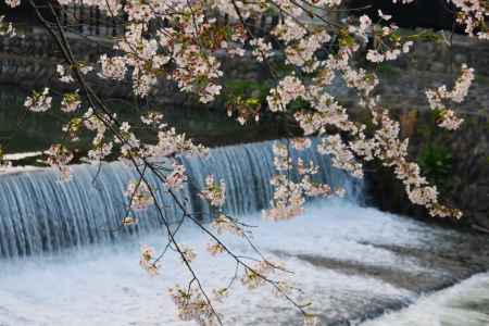 大堰川と桜