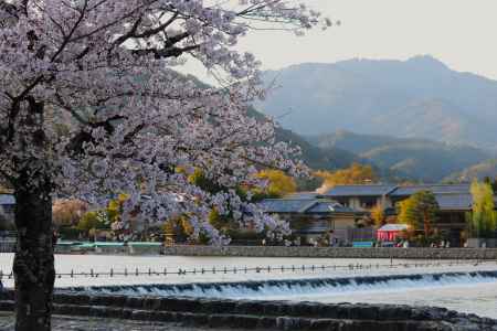 嵐山公園大堰川と桜と愛宕山