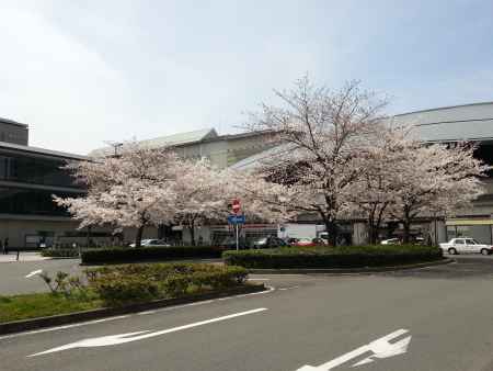 JR二条駅の桜
