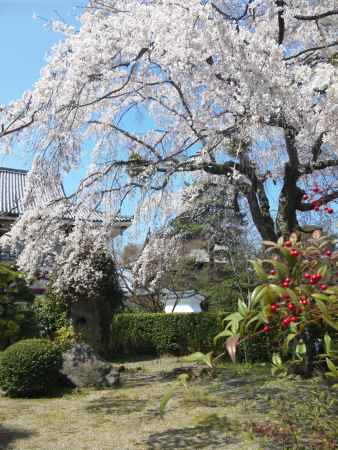 萬福寺の桜