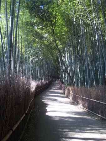 嵯峨野竹林2012