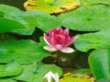 平安神宮　蓮の花