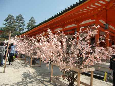 平安神宮　桜おみくじ