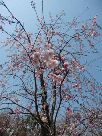 萬福寺の桜2