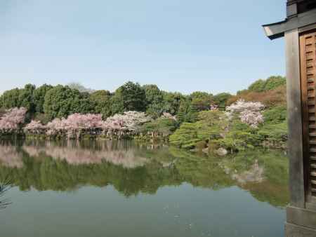 平安神宮神苑2桜