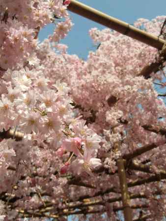 平安神宮神苑3桜
