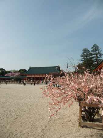 2013平安神宮　桜おみくじ