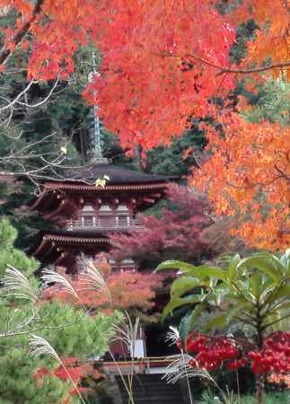 浄瑠璃寺の紅葉