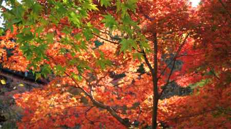 紅葉のグラデーション