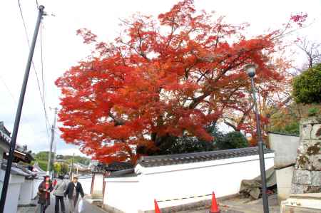 金戒光明寺（黒谷さん）の紅葉ー４