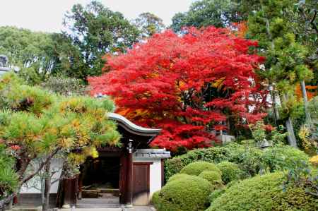 金戒光明寺（黒谷さん）の紅葉ー６