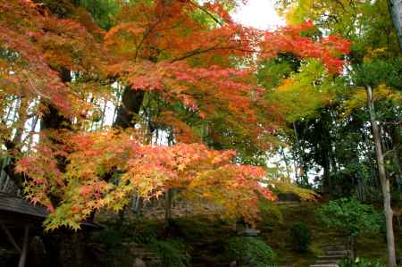 金戒光明寺（黒谷さん）の紅葉ー１１