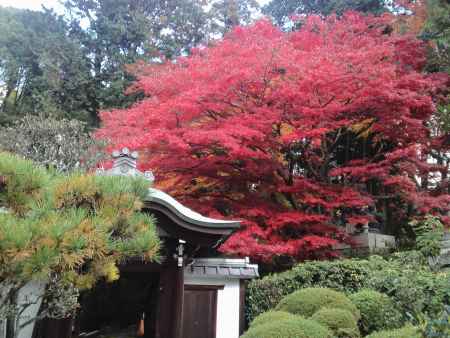 金戒光明寺（黒谷さん）の紅葉ー１３