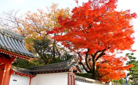 金戒光明寺（黒谷さん）の紅葉ー１４