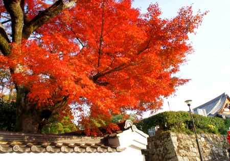 金戒光明寺（黒谷さん）の紅葉ー１５