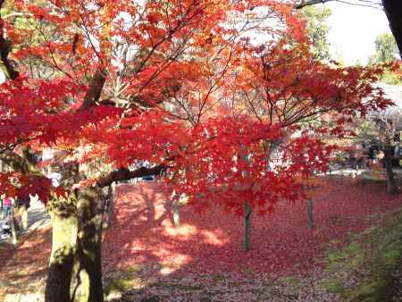 東福寺ー２０