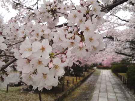 伏見桃山城、ー５　花のトンネル