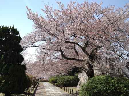 伏見桃山城ー８