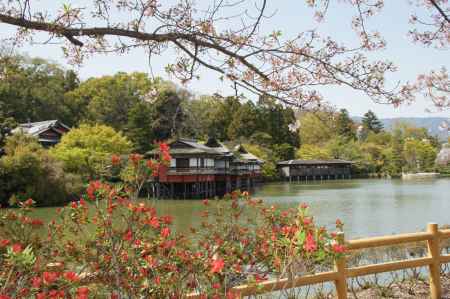 長岡天神－４　桜と霧島ツツジ