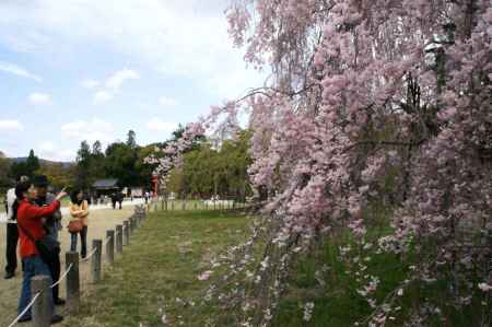 上賀茂神社ー４