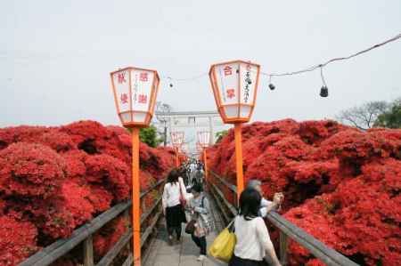 長岡天満宮　参道中央のツツジ