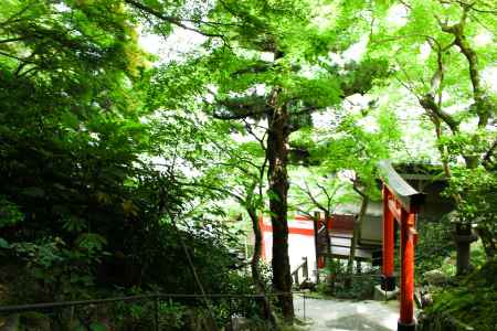 柳谷観音楊谷寺 青もみじ 2