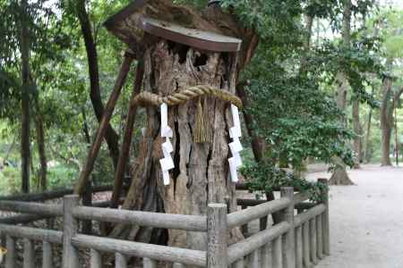 下鴨神社 糺の森②