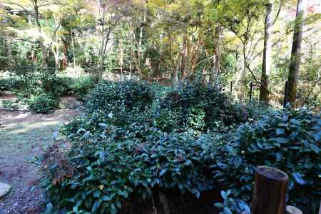 高山寺 茶園