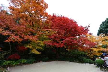 詩仙堂の紅葉①