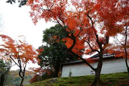 曼殊院門跡の紅葉⑤