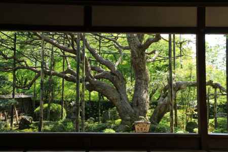 大原 宝泉院 庭園