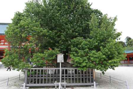 平安神宮 左近の桜