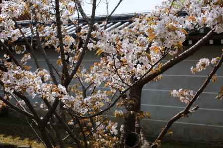 仁和寺　御室桜1