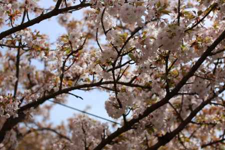 仁和寺 御室桜6